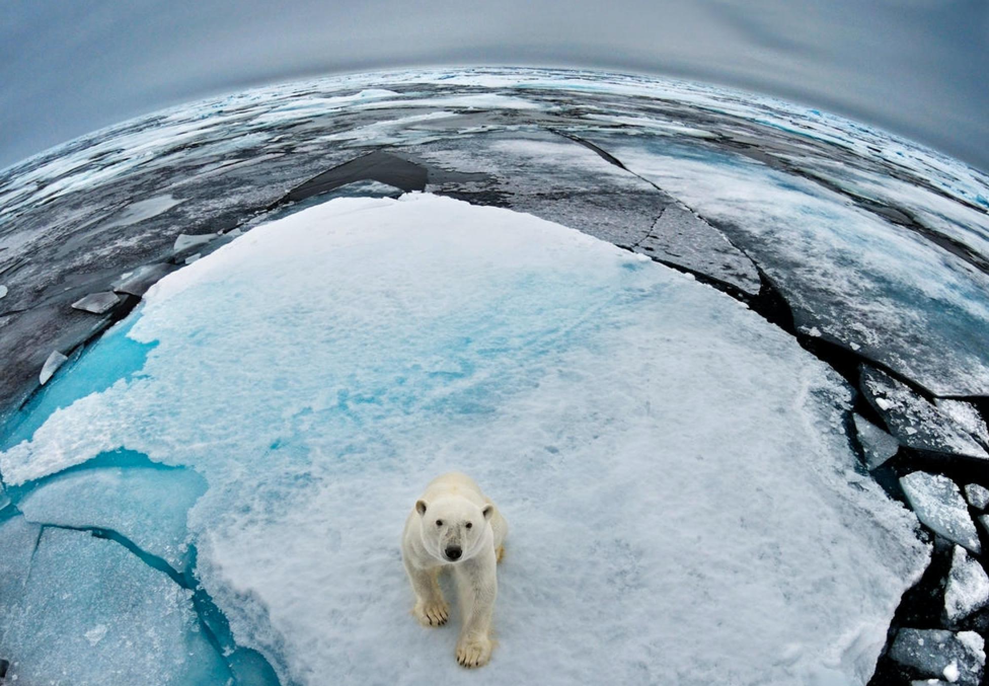 lone polar bear in ice field